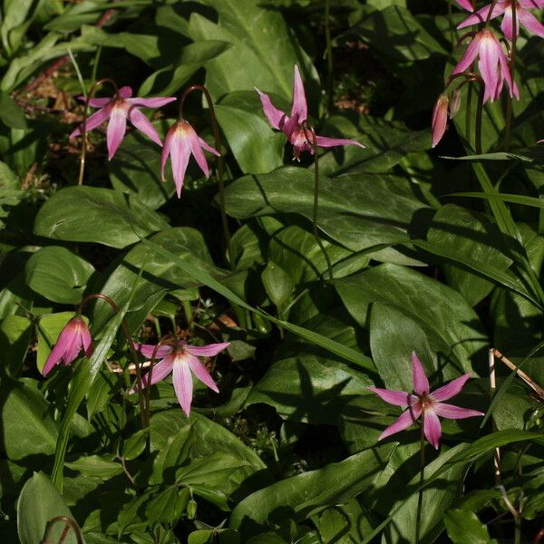 Erythronium revolutum Alkat (teljes növény)