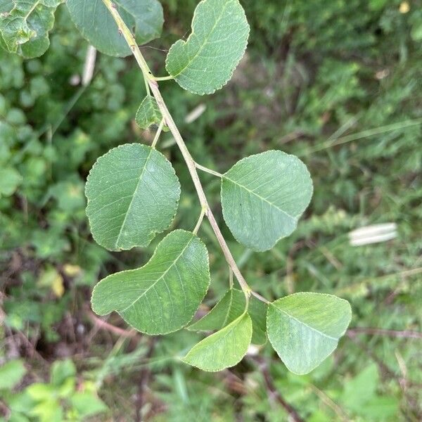 Prunus mahaleb ഇല