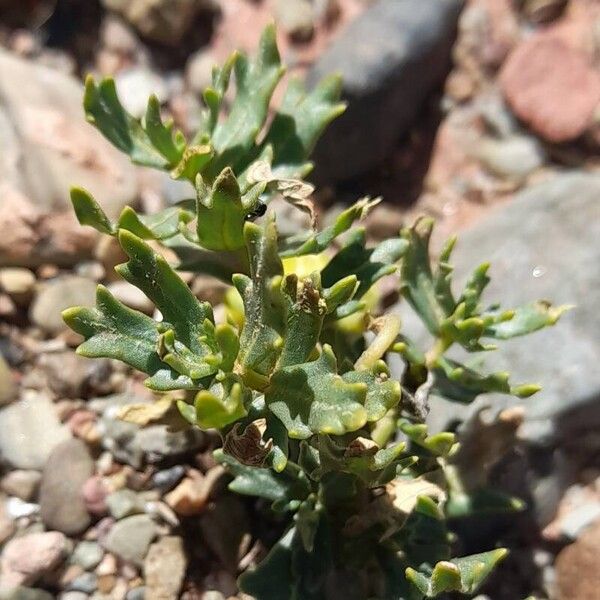 Solanum sinuatirecurvum Лист