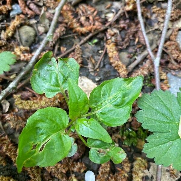 Circaea alpina Blad