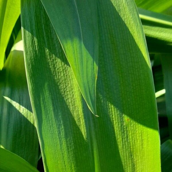 Aspidistra elatior Hoja