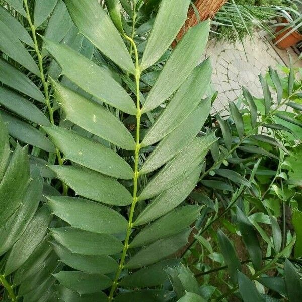 Encephalartos ferox Deilen