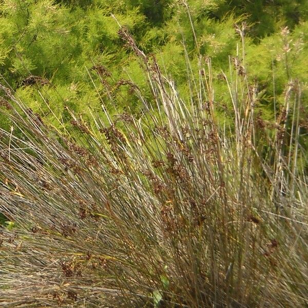 Juncus littoralis Flor