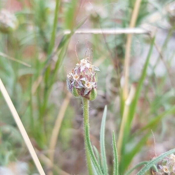 Plantago sempervirens Hedelmä