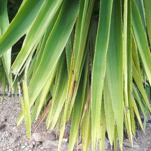 Yucca aloifolia पत्ता