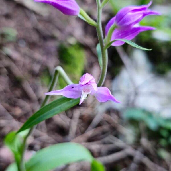 Cephalanthera rubra Flower