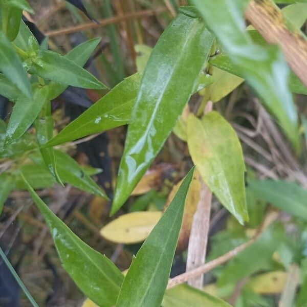 Aster amellus Leaf