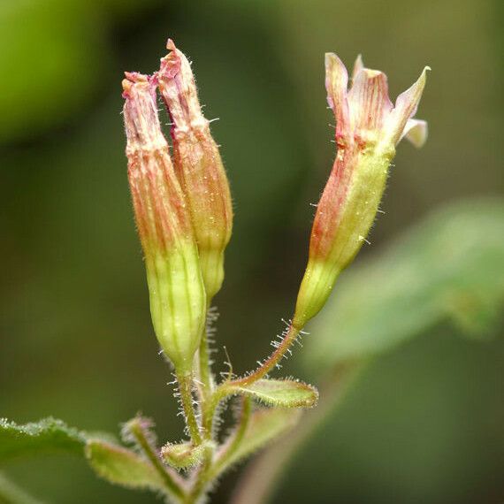 Ribes viscosissimum Fiore