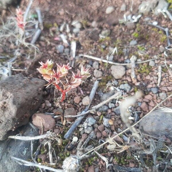 Sedum cespitosum Frukto