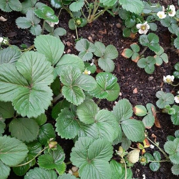 Fragaria × ananassa Plante entière