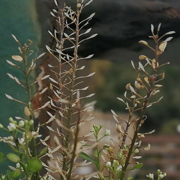 Lepidium ruderale Frunză