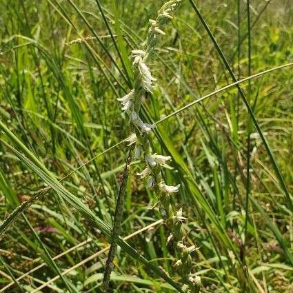 Spiranthes lacera Fleur