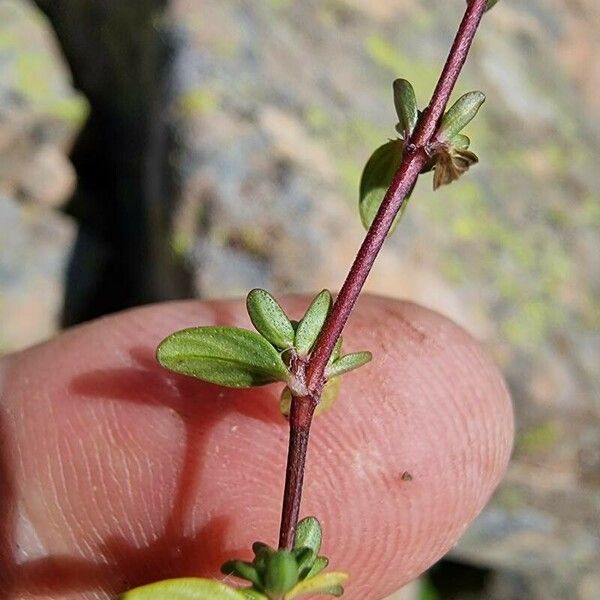 Thymus pulegioides Fuelha