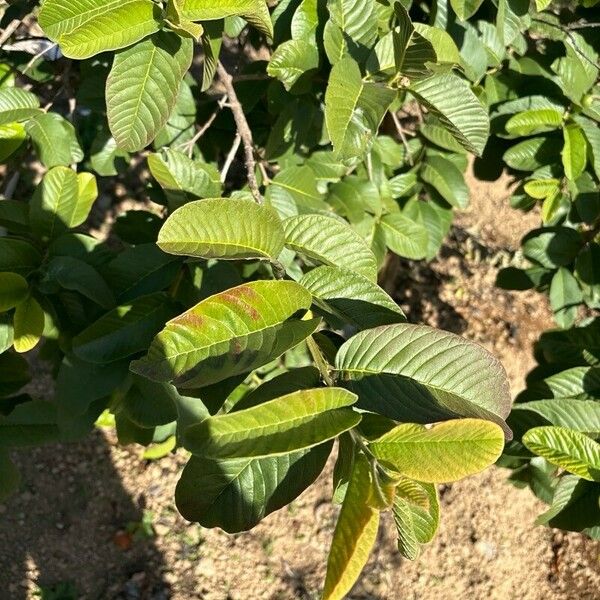 Psidium guajava 叶