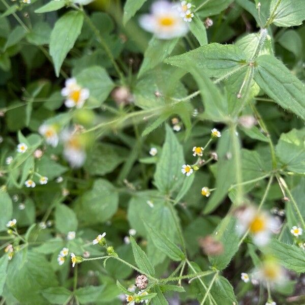 Galinsoga quadriradiata Flor