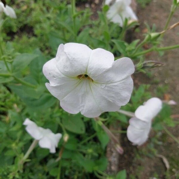 Petunia axillaris Flors