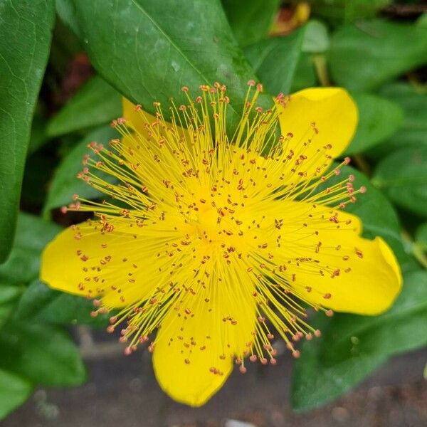 Hypericum calycinum Çiçek