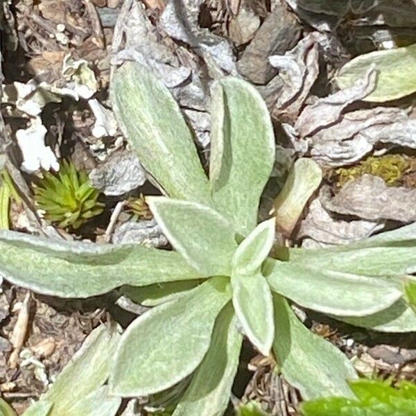 Antennaria dioica 葉