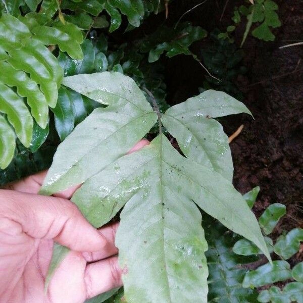 Tectaria heracleifolia Leaf