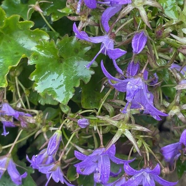 Campanula garganica Flors