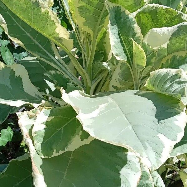 Nicotiana tomentosa (Tobacco)