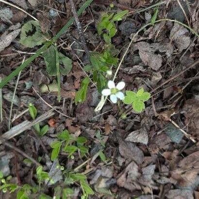 Moehringia lateriflora Flower