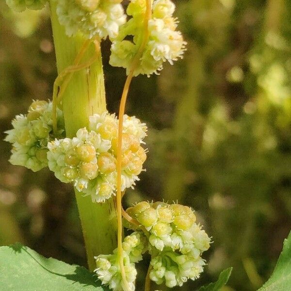 Cuscuta campestris Flower