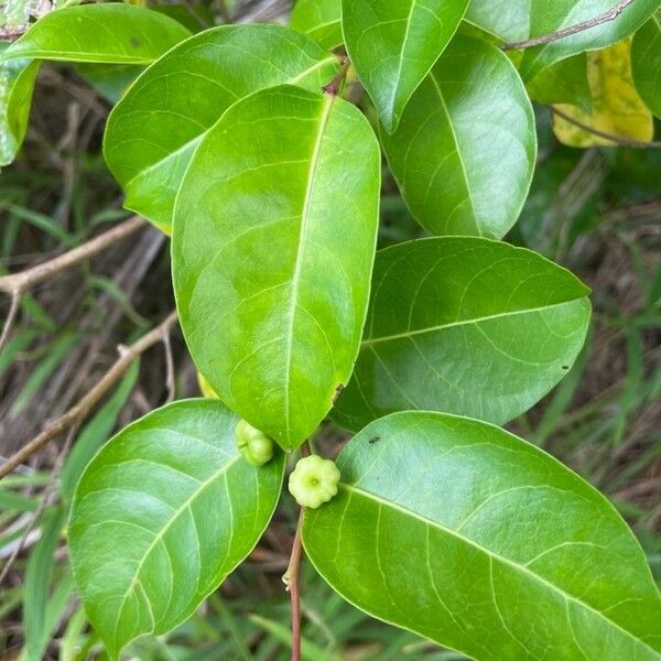 Glochidion myrtifolium Frugt