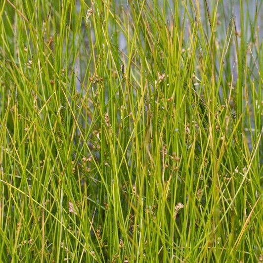 Juncus filiformis Habitus