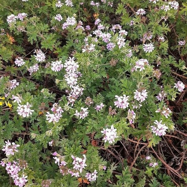 Pelargonium graveolens Хабит