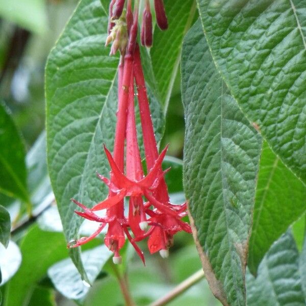 Fuchsia boliviana Blomst