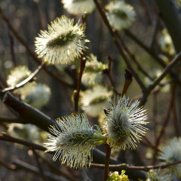 Salix myrsinifolia Kwiat