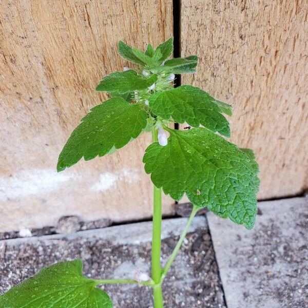 Lamium purpureum Hostoa