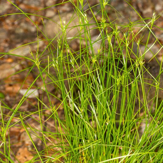 Carex remota Kabuk