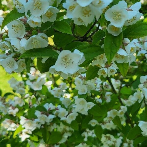 Philadelphus pubescens Flor