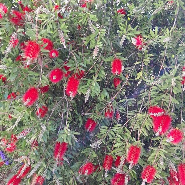 Callistemon citrinus ശീലം