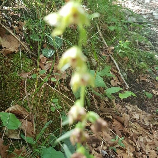 Epipactis muelleri Kukka