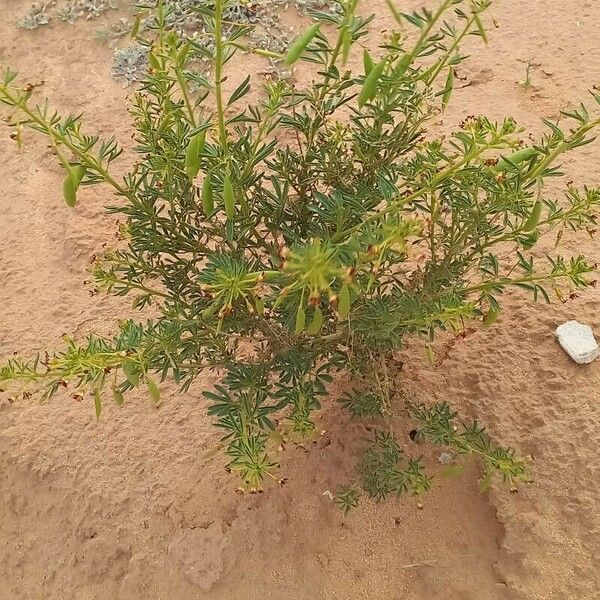 Cleome amblyocarpa Leaf