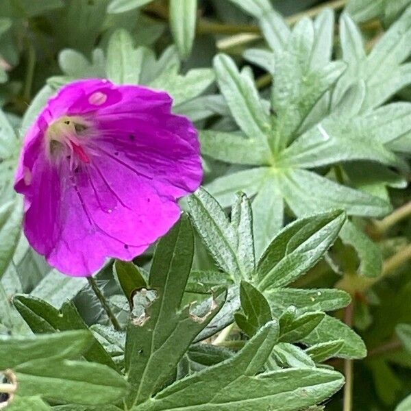 Geranium sanguineum Цвят