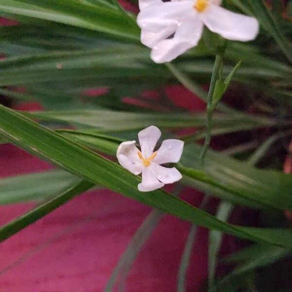 Eleutherine bulbosa Blüte