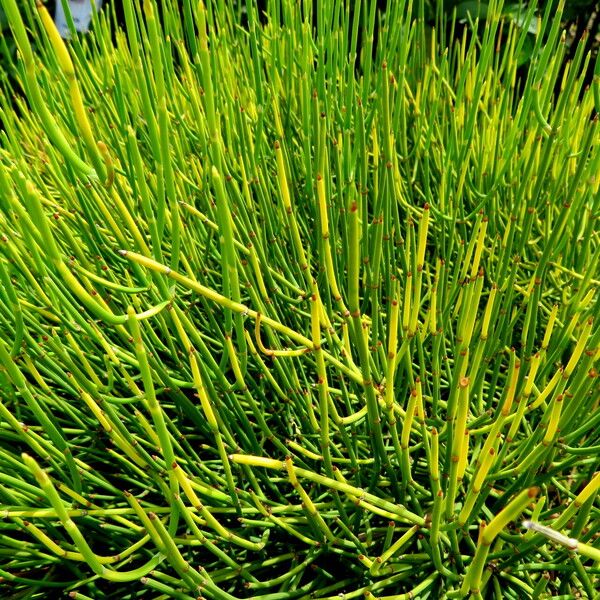 Ephedra distachya Habit