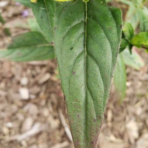 Oenothera fruticosa Ліст