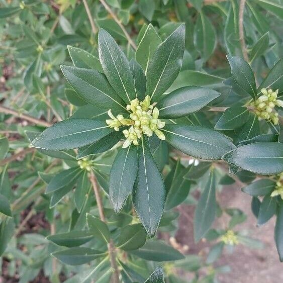 Pittosporum heterophyllum Hostoa