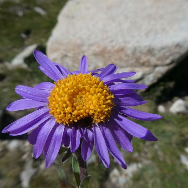 Aster alpinus Цвят