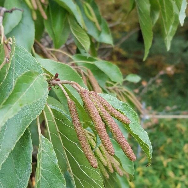 Alnus japonica Flor