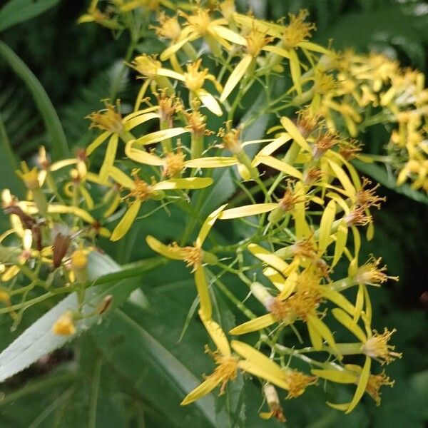 Senecio ovatus Flower