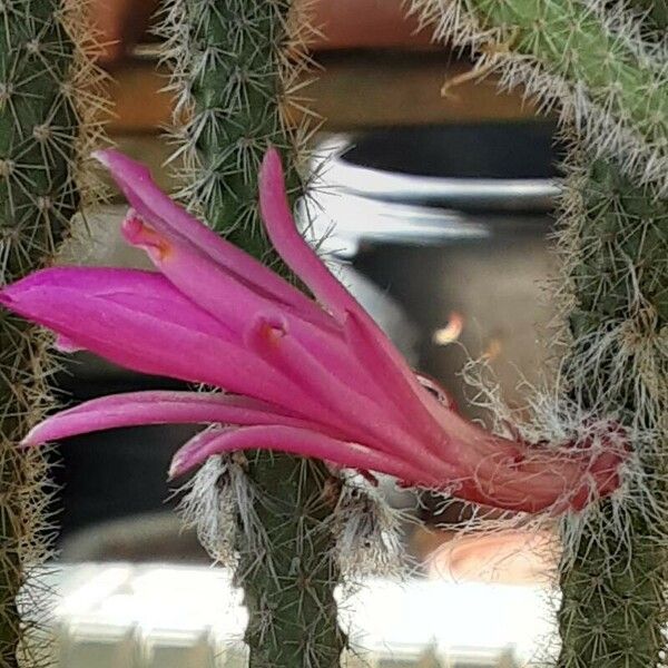 Aporocactus flagelliformis Flower