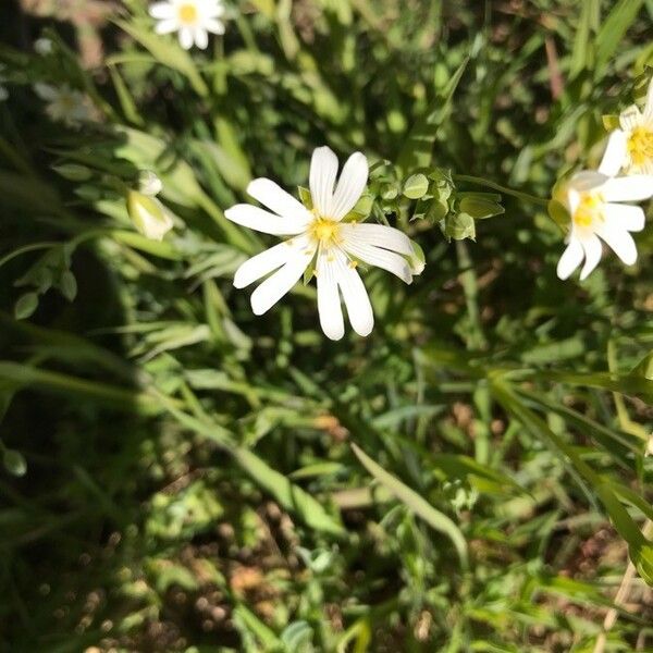 Stellaria holostea Flower