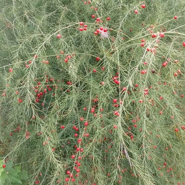 Asparagus officinalis Hábito