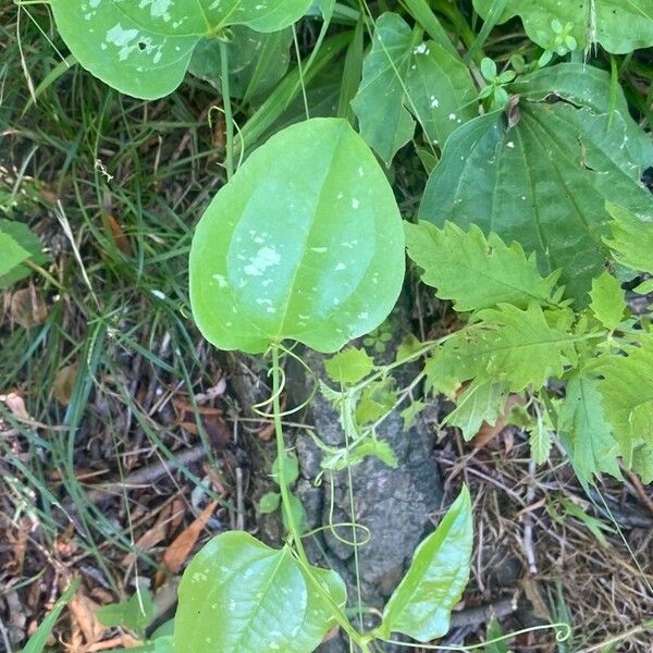 Smilax bona-nox Leaf